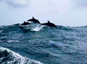 Dolphins_north-sea