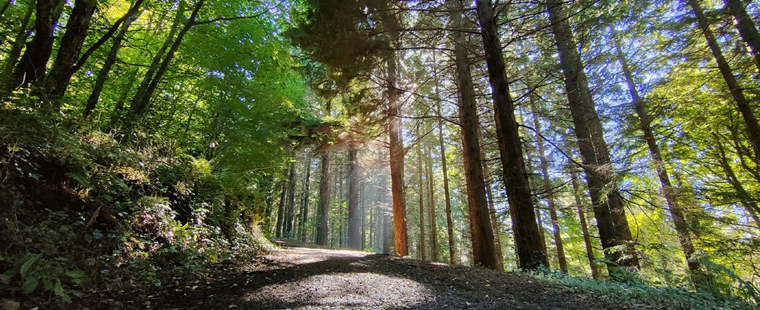 Woodland walks Northern Ireland