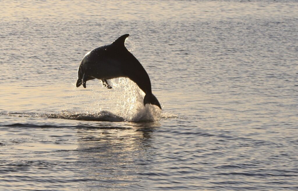 Dolfijnen op de ankerplaats - Schotland