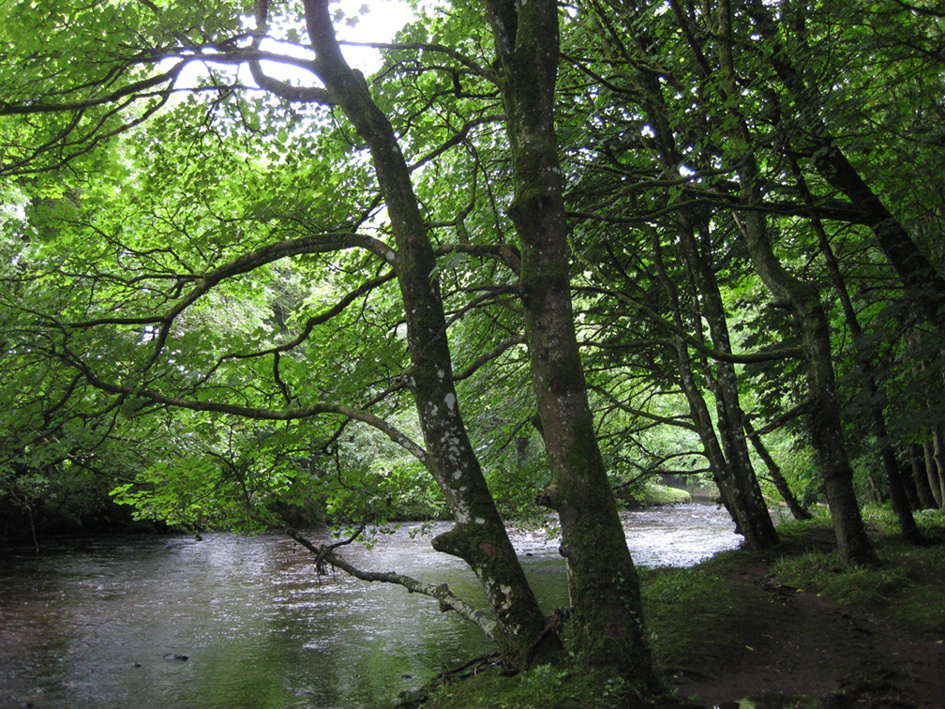 boswandeling-langs-de-rivier-in-Noord-Ierland
